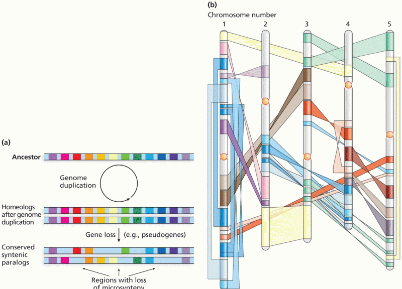 Evidence of past whole-genome duplications