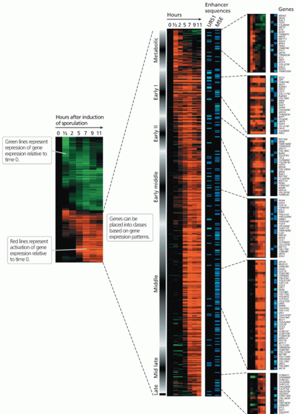 Analysis of yeast transcription patterns using microarrays