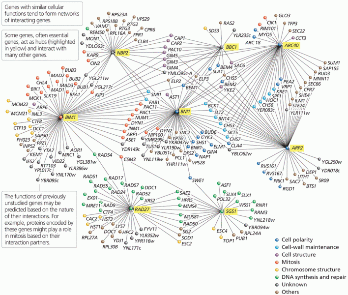 Genetic interactions identified through synthetic lethal analysis