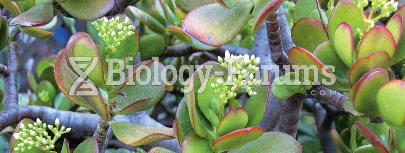 A CAM plant: Crassula argentea, or jade plant.