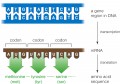 From DNA to RNA to Amino Acids