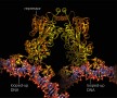 Model of the lactose operon repressor