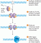 Nonhomologous end joining (NHEJ)