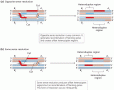 Resolution of the double Holliday junctions of homologous chromosomes