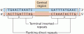 The general structure of DNA transposons