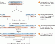 The insertion of a DNA transposon