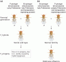 Hybrid dysgenesis in Drosophila