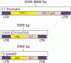 Eukaryotic retroviral structures