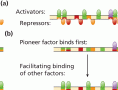 Eukaryotic enhancer and silencer module