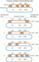 A test of Yanofsky’s proposed trp operon gene map