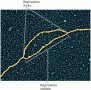 Color-enhanced electron micrograph of a DNA replication bubble and replication forks