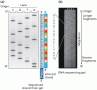 Reading a dideoxy DNA sequencing gel