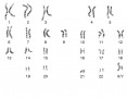 Normal karyotype of a human male