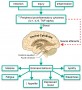 Immune-to-brain signaling occurs in response to infection, injury, and inflammation that occur in pe