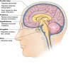 Several parts of the brain are involved in the interpretation of stress and responses on the part of