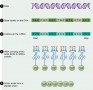 Relationship of a DNA base sequence to peptide structure