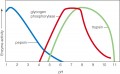 Each enzyme functions best within a characteristic range of pH
