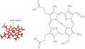 Heme Protein