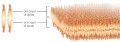 Cell Membrane Organization