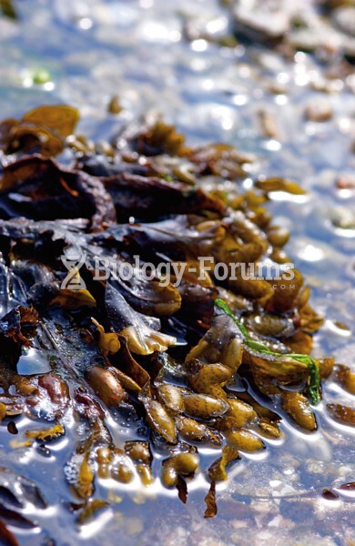 Featured: Bladderwrack (Fucus vesiculosus)