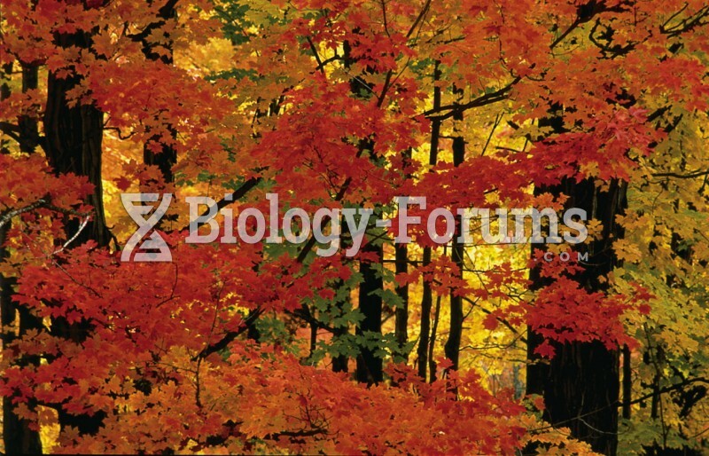 Featured: Leaves of sugar maples (Acer saccharum)