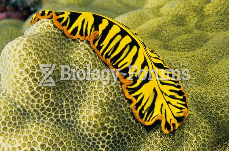 Featured: A marine flatworm