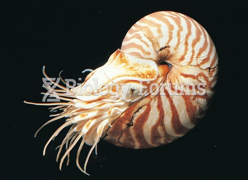 Featured: Cephalopod: Chambered Nautilus