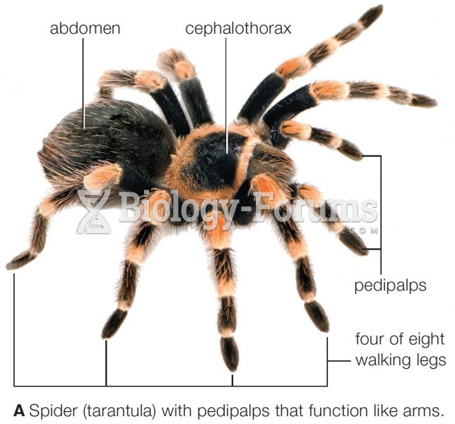 Featured: Spider (tarantula)