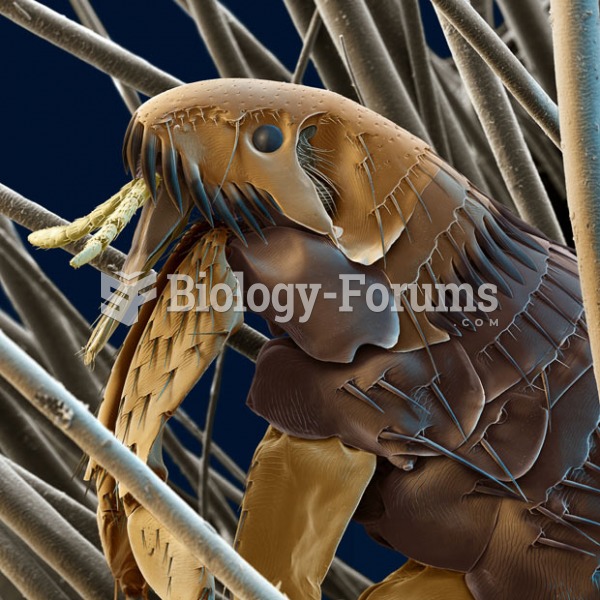 Featured: Cat Flea