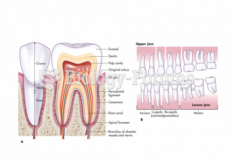 Featured: Tooth Anatomy